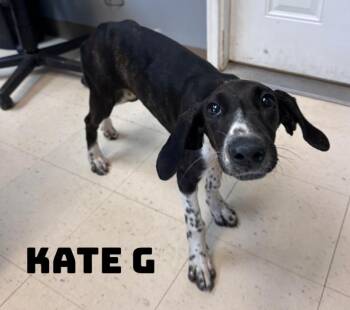 Rescue Hound Dogs for Adoption in Dyersburg, Tennessee - Kate G | PetCurious