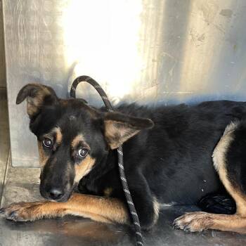 Leonard Cohen -  German Shepherd Dog Dog for Adoption in Austin, Texas - Leonard Cohen | PetCurious