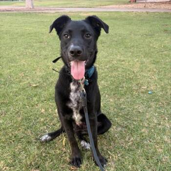 Blue Boy - Adopted! -  Labrador Retriever Dog for Adoption in San Diego, California - Blue Boy - Adopted! | PetCurious