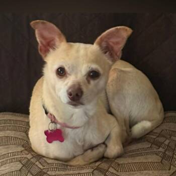 TEEKA -  Chihuahua Dog for Adoption in Loveland, Colorado - TEEKA | PetCurious