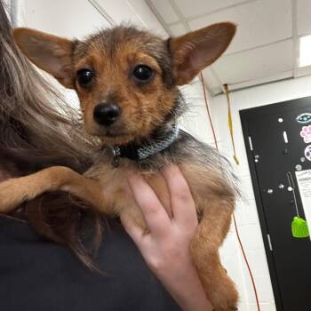 Sassy -  Mixed Breed and Yorkshire Terrier Dog for Adoption in Gadsden, Alabama - Sassy | PetCurious