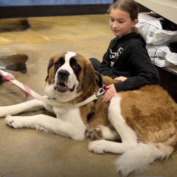 Saint Bernard Dogs Available for Adoption in Waterford, New Jersey - NANNA | PetCurious