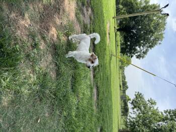 Rescue Wirehaired Dachshund and Terrier Dogs for Adoption in Richmond, Texas - Manny | PetCurious