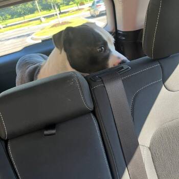 Felicia -  Mixed Breed Dog for Adoption in Rossville, Georgia - Felicia | PetCurious