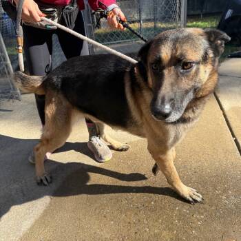 Rescue Mixed Breed Dogs for Adoption in Columbus, Georgia - 11/12/2025-Stray-MaconRoad-1-"Hades" | PetCurious