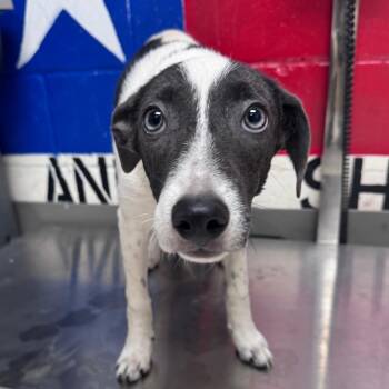 Sammy -  Australian Cattle Dog Blue Heeler Dog for Adoption in Lufkin, Texas - Sammy | PetCurious