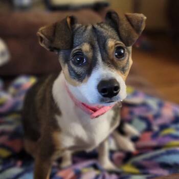 Milly -  Rat Terrier and Chihuahua Dog for Adoption in Chatham, New Jersey - Milly | PetCurious