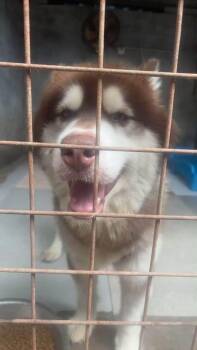 China Titan -  Alaskan Malamute Dog for Adoption in Tucson, Arizona - China Titan | PetCurious