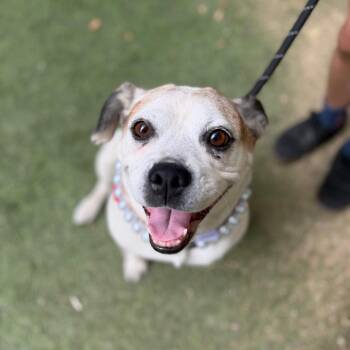 Priscilla Queen of the Desert -  English Bulldog Dog for Adoption in Los Angeles, California - Priscilla Queen Of The Desert | PetCurious