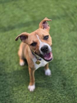 Claire -  Mixed Breed Dog for Adoption in Detroit, Michigan - Claire | PetCurious