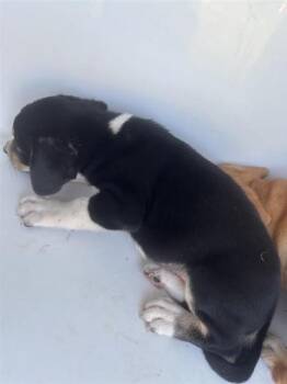 A661464 -  Labrador Retriever and Mixed Breed Dog for Adoption in Houston, Texas - A661464 | PetCurious