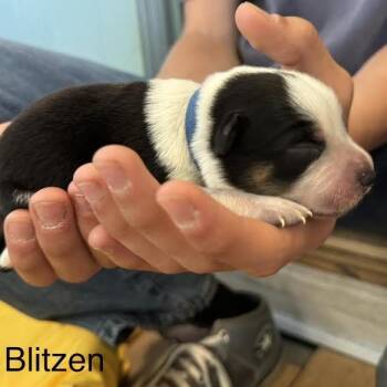 Blitzen -  Australian Cattle Dog Blue Heeler and Mixed Breed Dog for Adoption in Lynchburg, Virginia - Blitzen | PetCurious