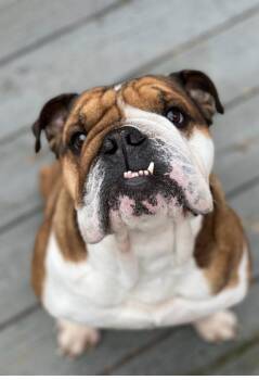 Taco -  English Bulldog Dog Available for Adoption in Belmar, New Jersey - Taco | PetCurious