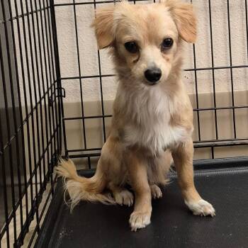 Mixed Breed Dogs Available for Adoption - Oona | PetCurious