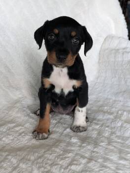 Abby Apple -  Shepherd and Labrador Retriever Dog for Adoption in Baton Rouge, Louisiana - Abby Apple | PetCurious