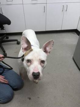 Mixed Breed Dogs Available for Adoption in West Chester, Pennsylvania - Bella FKA Jewelz | PetCurious
