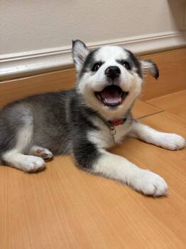 Chocolate chip -  Siberian Husky Dog for Adoption in Fullerton, California - Chocolate Chip | PetCurious
