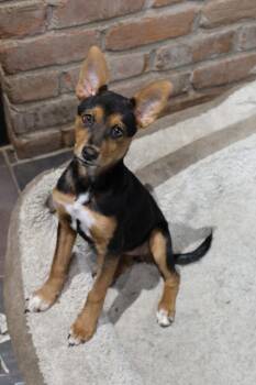 Rescue Miniature Pinscher Dogs for Adoption in Tucson, Arizona - Teeny Tiny | PetCurious