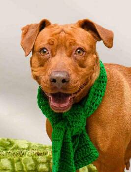 Labrador Retriever Dogs Available for Adoption - Nani | PetCurious