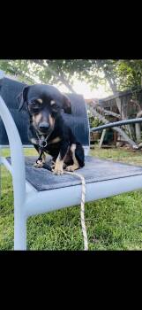 Dachshund Dogs Available for Adoption in Hayward, California - Lil King | PetCurious