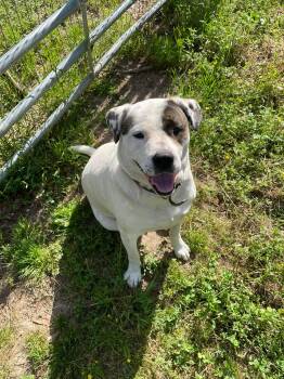 American Bulldog Dogs Available for Adoption in Lucedale, Mississippi - Loki | PetCurious