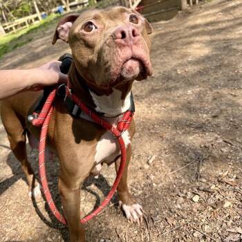 Pit Bull Terrier Dogs Available for Adoption in West Chester, Pennsylvania - Luna | PetCurious