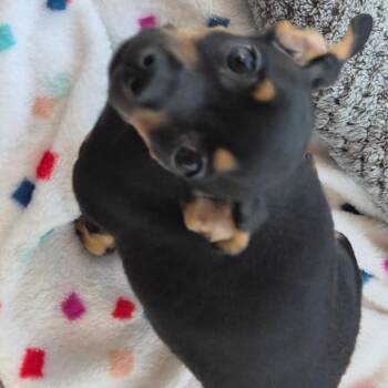 Relish -  Chihuahua Dog for Adoption in Bentonville, Arkansas - Relish | PetCurious