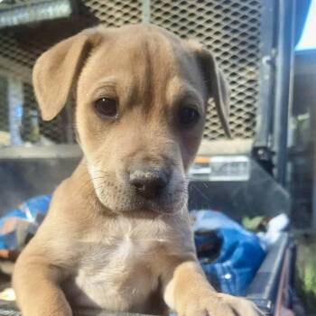 Rescue Terrier and Mixed Breed Dogs for Adoption in New Orleans, Louisiana - Lemon Chiffon | PetCurious