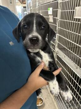 Tic -  Terrier Dog for Adoption in Marietta, Georgia - Tic | PetCurious