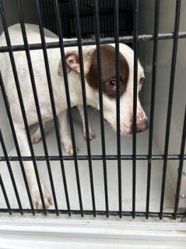 Galaxy -  Bull Terrier and Mixed Breed Dog for Adoption in Atlanta, Georgia - Galaxy | PetCurious