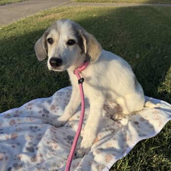 Ivory -  Great Pyrenees Dog for Adoption in Harlingen, Texas - Ivory | PetCurious