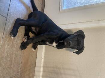 Rescue Black Labrador Retriever and Border Collie Dogs for Adoption in Tonopah, Arizona - Bubba Booey | PetCurious