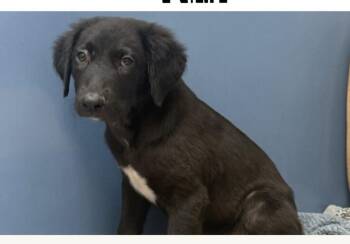 Rescue Mixed Breed Dogs for Adoption in Houston, Texas - Patrick Brewer | PetCurious