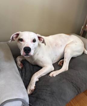 Pit Bull Terrier Dogs Available for Adoption in Zimmerman, Minnesota - Shelley Aka Ginny | PetCurious