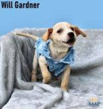 Will Gardner -  Chihuahua and Beagle Dog for Adoption in Newport, Kentucky - Will Gardner | PetCurious