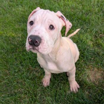 Scotch -  Mixed Breed Dog for Adoption in Dekalb, Illinois - Scotch | PetCurious