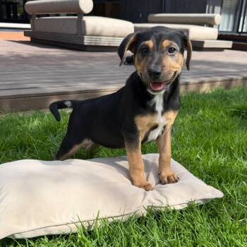 Niblet -  Shar Pei Dog for Adoption in Rollingwood, Texas - Niblet | PetCurious