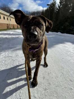 Rescue Pit Bull Terrier Dogs for Adoption in Erie, Pennsylvania - Stella | PetCurious