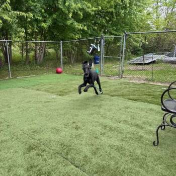 Mixed Breed Dogs Available for Adoption in Davenport, Iowa - Jacque | PetCurious