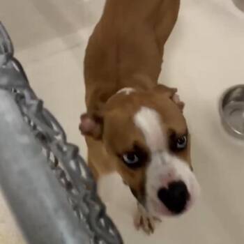 Bodhi -  Boxer and Mixed Breed Dog for Adoption in Chicago, Illinois - Bodhi | PetCurious