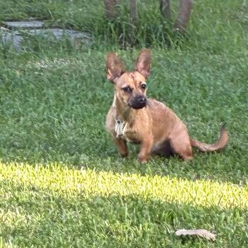Penny -  Dachshund Dog for Adoption in Houston, Texas - Penny | PetCurious