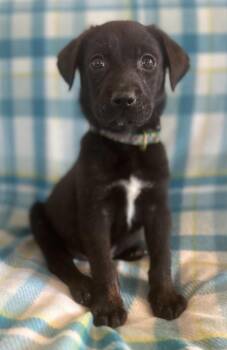 Labrador Retriever and Plott Hound Dogs Available for Adoption - Cash | PetCurious
