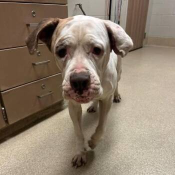 Winona -  Cane Corso and Mixed Breed Dog for Adoption in Bristol, Indiana - Winona | PetCurious