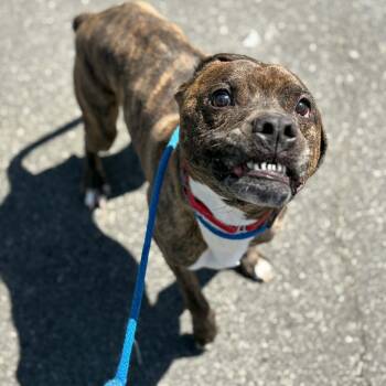 Pit Bull Terrier Dogs Available for Adoption in Concord, North Carolina - Jax | PetCurious