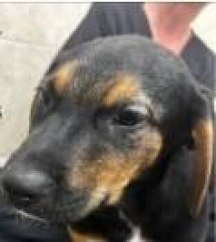 Ragnar -  Hound and Mixed Breed Dog for Adoption in Kansas City, Missouri - Ragnar | PetCurious
