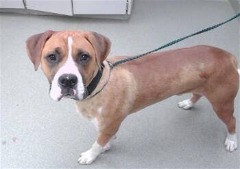 FLOUNDER -  Boxer and Mixed Breed Dog for Adoption in Omaha, Nebraska - FLOUNDER | PetCurious