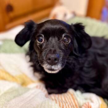 Chihuahua Dogs Available for Adoption in Huntsville, Alabama - Miss Biscuit | PetCurious