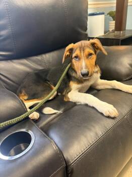 BBQ -  Cattle Dog and Shepherd Dog for Adoption in Blountville, Tennessee - BBQ | PetCurious