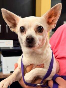 Lily -  Chihuahua and Mixed Breed Dog for Adoption in Bowling Green, Kentucky - Lily | PetCurious