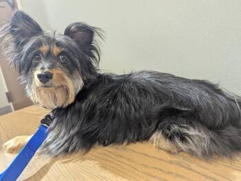Yorkie - Pierre -  Yorkshire Terrier Dog for Adoption in Omaha, Nebraska - Yorkie - Pierre | PetCurious
